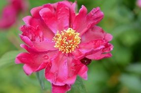 Beautiful and blooming pink and yellow flower with water drops