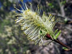 spring flowering of the willow