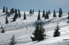 little trees on a mountain in the snow