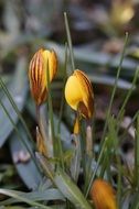 crocus end of winter sign