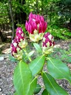 rhododendron plant with purple flower buds