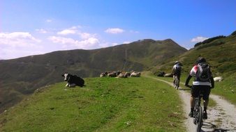 dolomites cyclists and cows