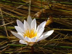 White lily on the water