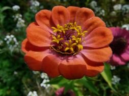 colorful zinnia closeup