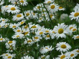 meadow white daisies close-up