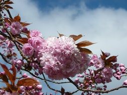 fluffy buds of cherry close-up