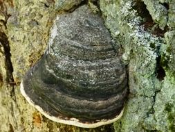 xylobionten fungus on the tree