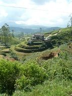 panorama of tea plantations in Sri Lanka