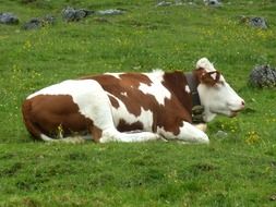 spotted cow in a meadow