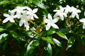 white jasmine flowers on a bush