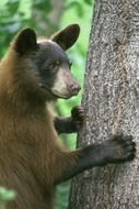 black bear near a tree