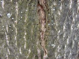 crack on the tree bark