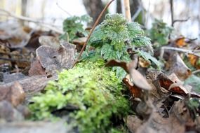 green nettle on the ground in the forest