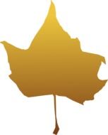 maple autumn leaf