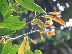 leaves on a tree in the jungle