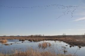 flock of birds above laguna, autumn landscape