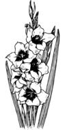 drawing garden flowers