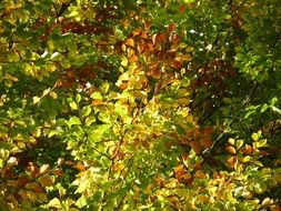 golden leaves in the autumn forest