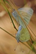 irresistible butterfly white insect