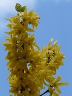 branch with gold bells against the blue sky