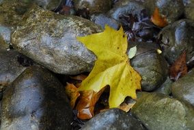 fallen yellow maple flower on the stones
