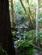 landscape of cascade stream in dense forest in california