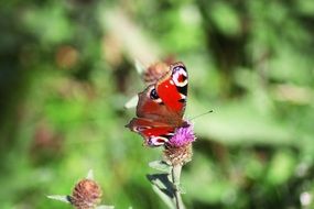 extraordinarily beautiful red butterfly