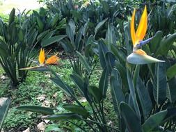 green plant with yellow flowers of unusual shape