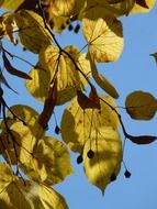 linden leaves and seeds at autumn