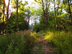 Narrow path in a natural green forest