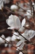 Beautiful, white cherry flowers on the branches in the park