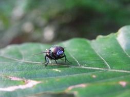 a fly on a green leaf of a tree