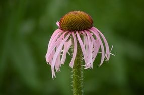 macro picture of Pink flower bloom at spring