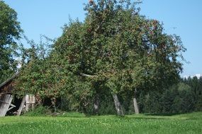 Green apple trees