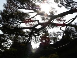 Tree branches against the sunlight