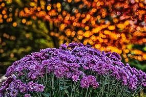 landscape of Purple chrysanthemum flowers in autumn garden