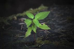Plant with green leaves on the tree stump