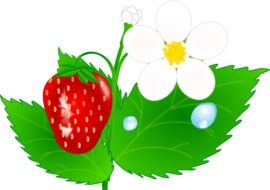 strawberry and flowers as an illustration