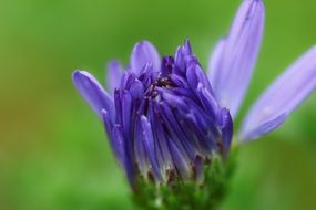 closed blue flower bud in a meadow