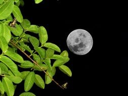 full moon and butterflies on the bush