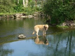 Dog on the water