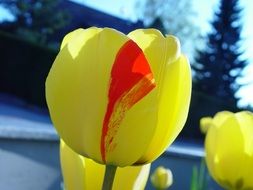 bright yellow tulip closeup