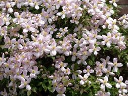 Picture of clematis plants