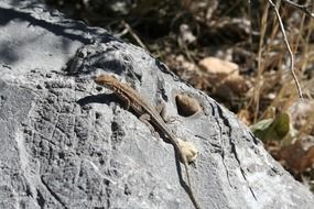 lizard on grey stone