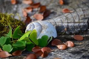 decoration with white shell