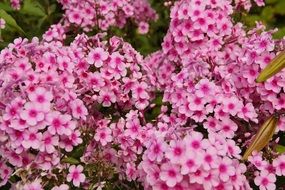 pink phlox flowers in a garden
