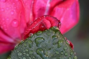 Close-up of the beautiful pink rose petals and green leaves in water drops