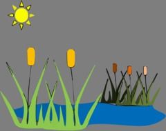 reed pond lake drawing