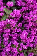 Purple bougainvillea flowers blossom
