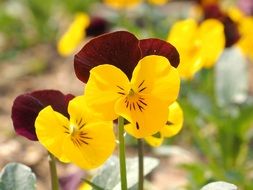 yellow and purple pansy in spring